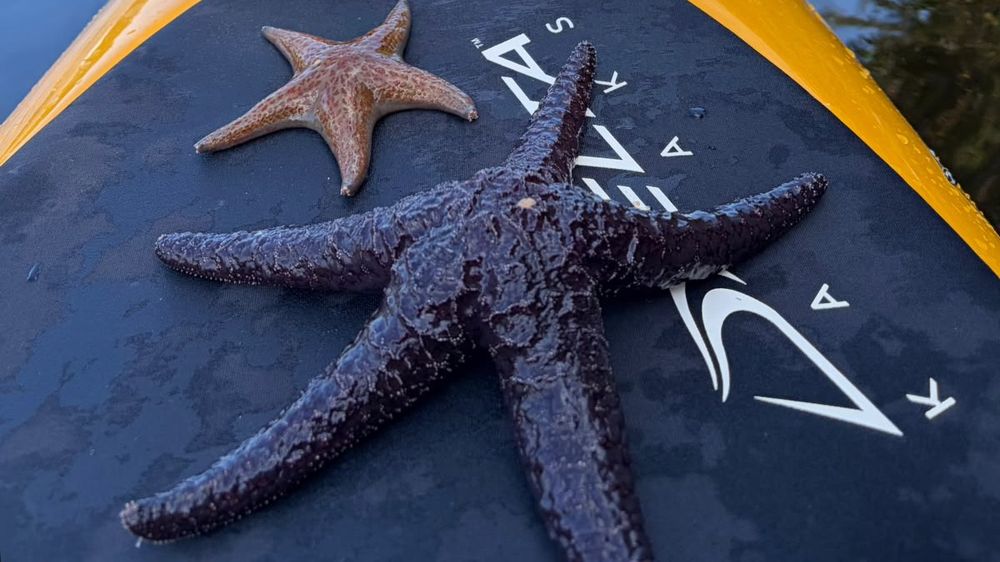 Sea stars found on a Wildlife Tour in Ladysmith Harbour